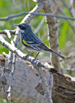 Yellow rumped Warbler